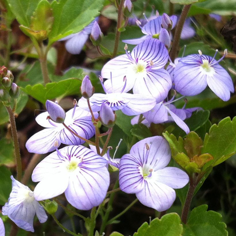 Veronica petraea - Ereprijs (Bloei)