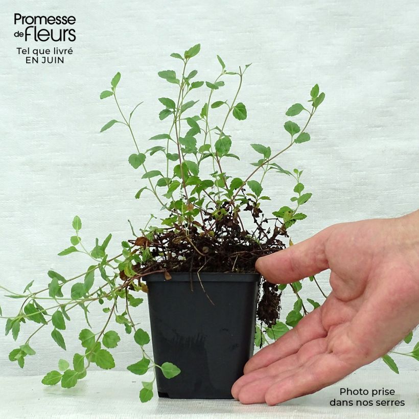 Exemplaar van Veronica petraea - Ereprijs Kweekpotje van 8/9 cm zoals geleverd in de zomer
