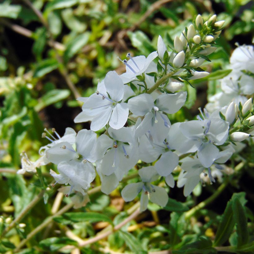 Veronica prostrata Alba - Liggende ereprijs (Bloei)