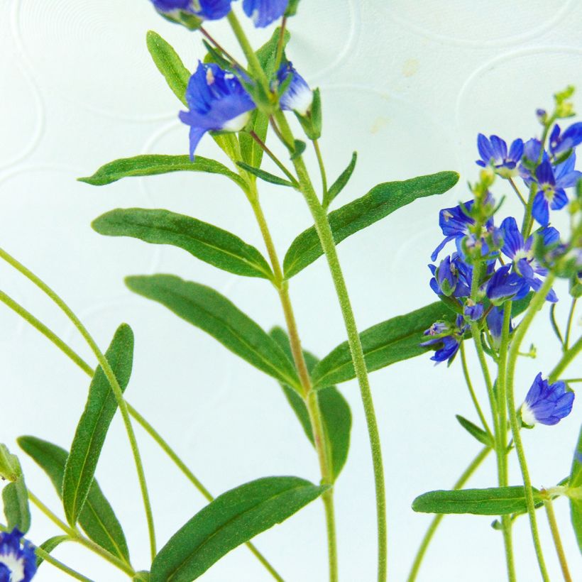 Veronica prostrata - Liggende ereprijs (Blad)