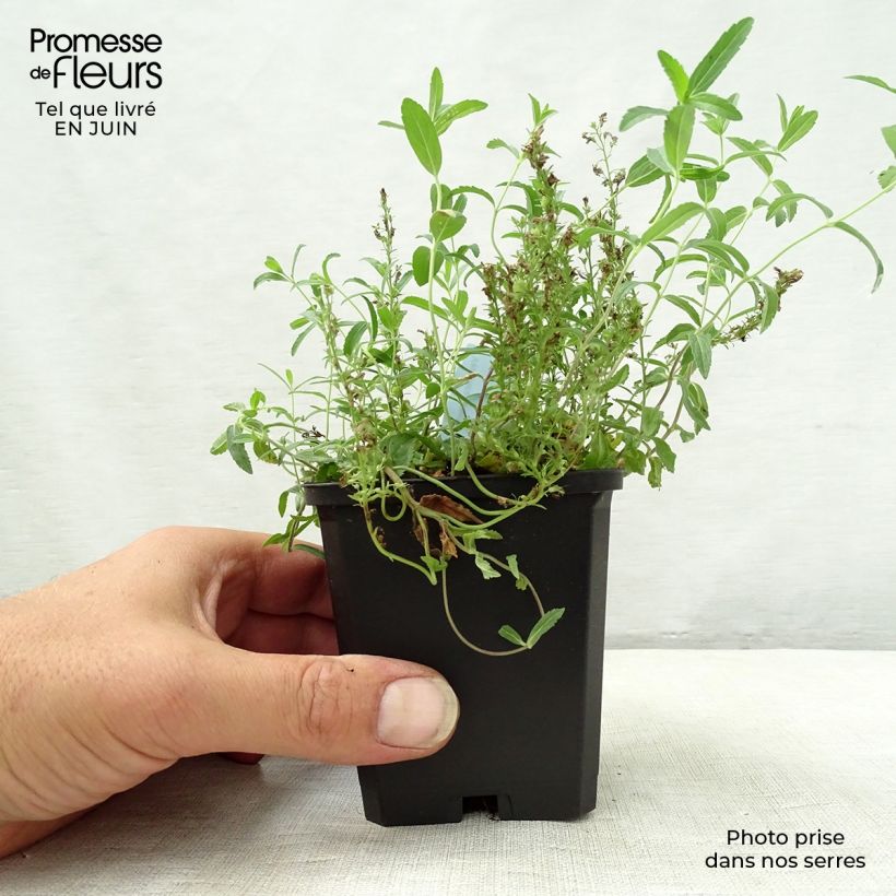 Exemplaar van Veronica prostrata - Liggende ereprijs Kweekpotje van 8/9 cm zoals geleverd in de zomer