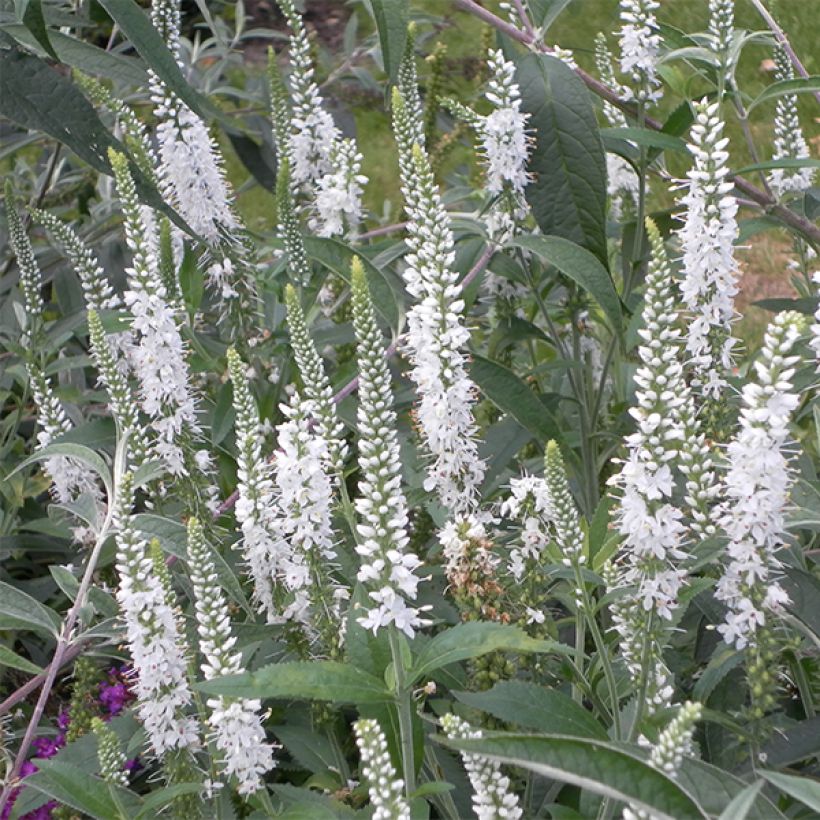 Veronica spicata Alba - Aar-ereprijs (Bloei)