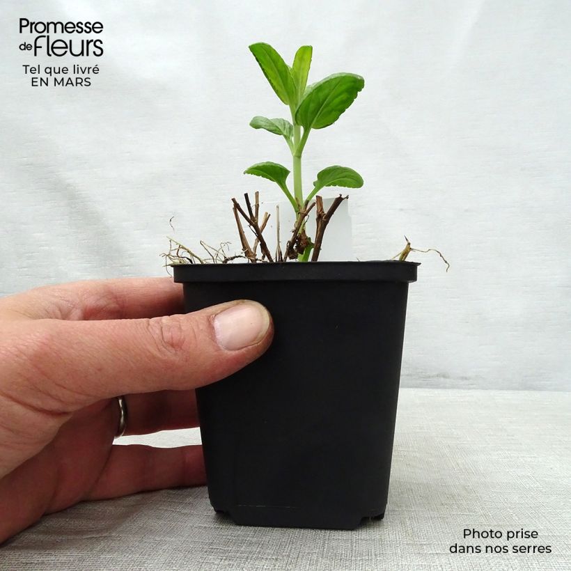 Exemplaar van Veronica spicata Alba - Aar-ereprijs Kweekpotje van 8/9 cm zoals geleverd in de lente