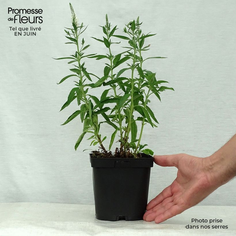 Exemplaar van Veronica spicata Alba - Aar-ereprijs Pot van 2 l/3 l zoals geleverd in de zomer