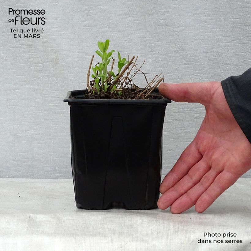 Exemplaar van Veronica spicata Alba - Aar-ereprijs Pot van 2 l/3 l zoals geleverd in de lente