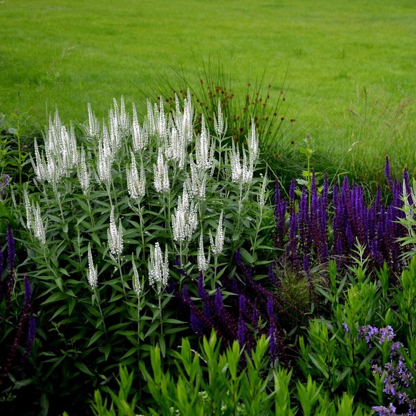 Veronica spicata Alba - Aar-ereprijs (Groeiplaats)
