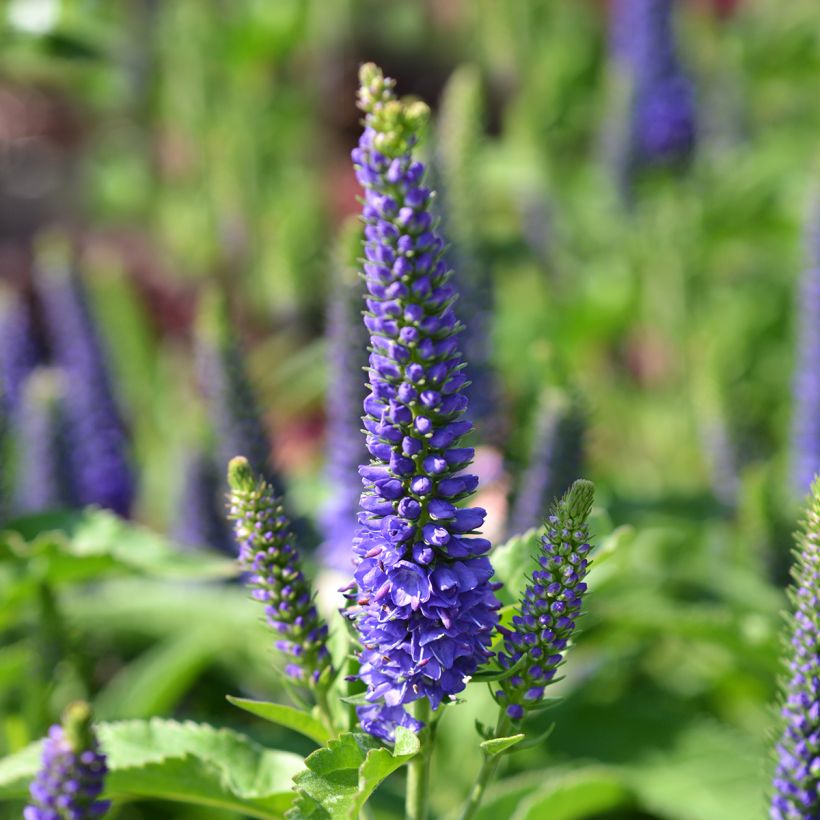 Veronica spicata Baby Blue - Aar-ereprijs (Bloei)