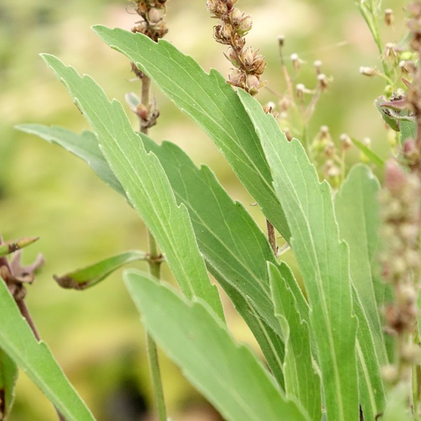 Veronica spicata Baby Blue - Aar-ereprijs (Blad)