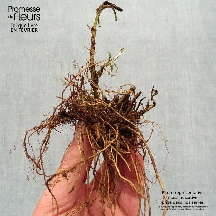 Exemplaar van Veronica spicata Baby Blue - Aar-ereprijs Naakte wortel zoals geleverd in de winter