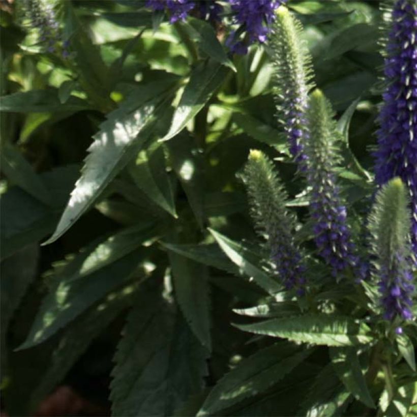 Veronica spicata Blue Candles - Aar-ereprijs (Blad)