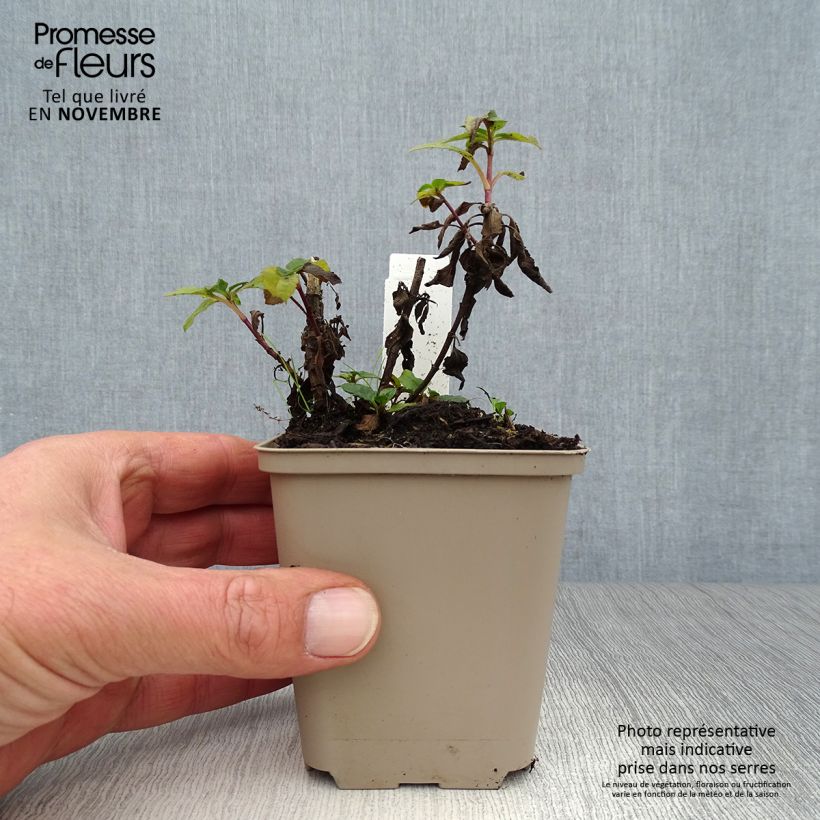 Exemplaar van Veronica spicata Blue Candles - Aar-ereprijs Kweekpotje van 8/9 cm zoals geleverd in de herfst