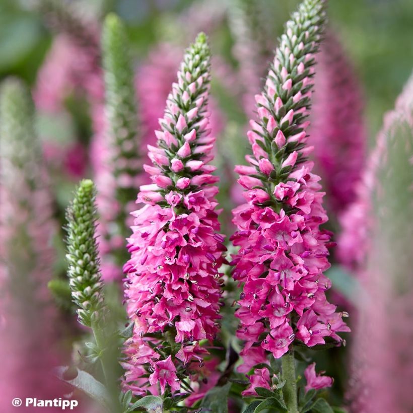 Veronica spicata Bubblegum Candles - Aar-ereprijs (Bloei)