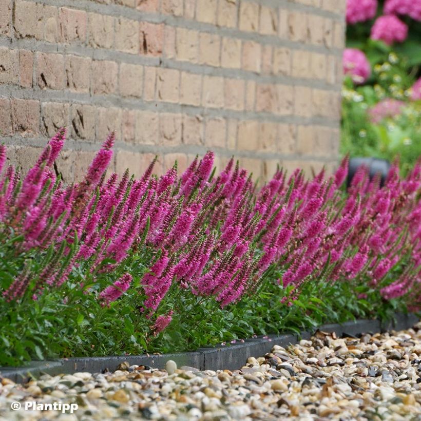 Veronica spicata Bubblegum Candles - Aar-ereprijs (Groeiplaats)