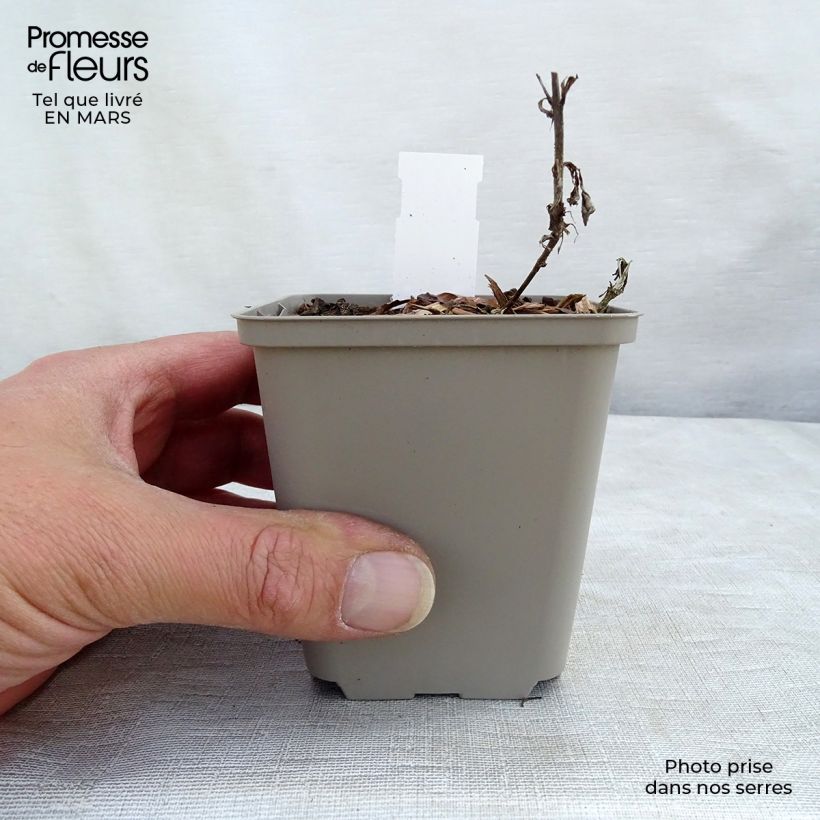 Exemplaar van Veronica spicata Bubblegum Candles - Aar-ereprijs Kweekpotje van 8/9 cm zoals geleverd in de lente