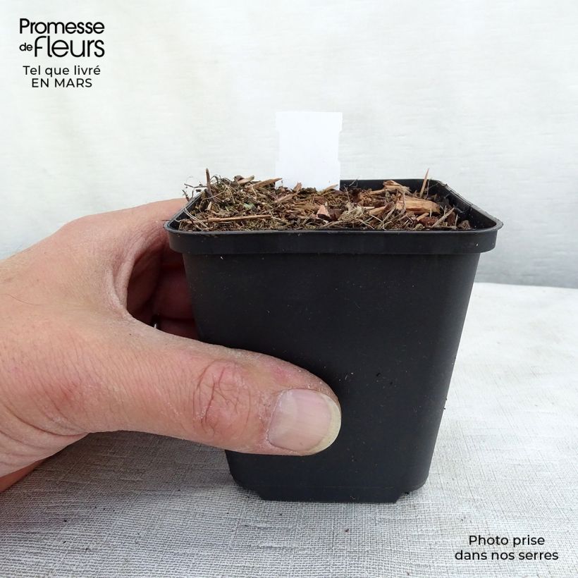 Exemplaar van Veronica spicata Erika - Aar-ereprijs Kweekpotje van 8/9 cm zoals geleverd in de lente