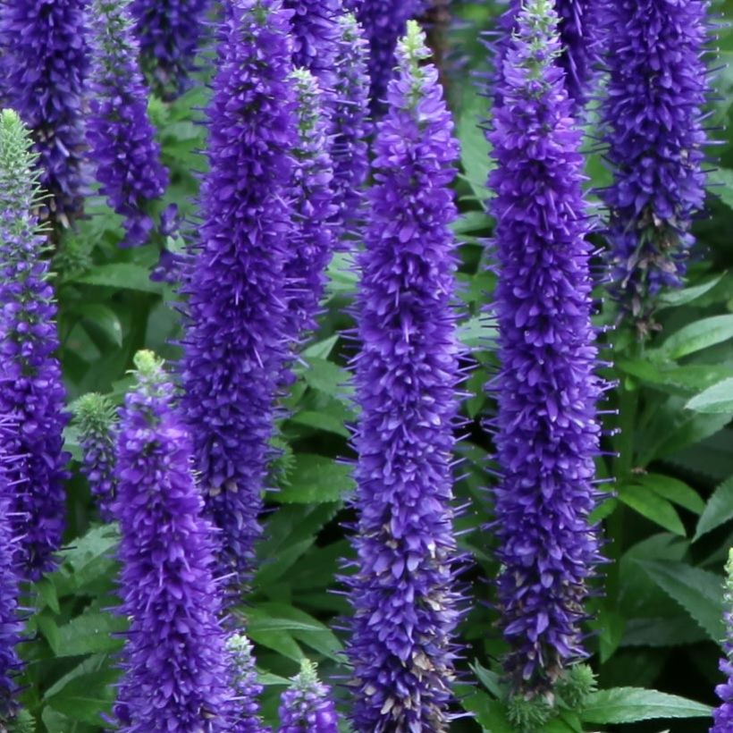 Veronica spicata Royal Candles Glory - Aar-ereprijs (Bloei)