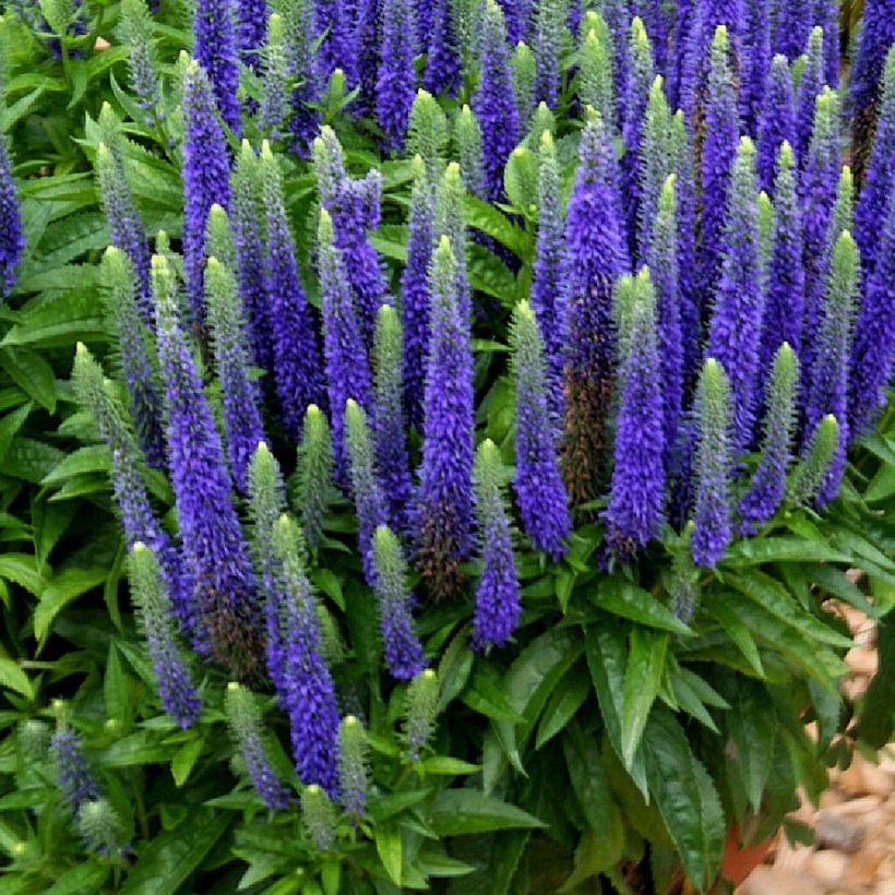 Veronica spicata Royal Candles Glory - Aar-ereprijs (Groeiplaats)