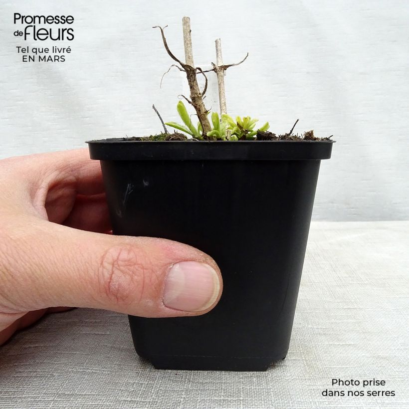 Exemplaar van Veronica spicata Icicle - Aar-ereprijs Kweekpotje van 8/9 cm zoals geleverd in de lente