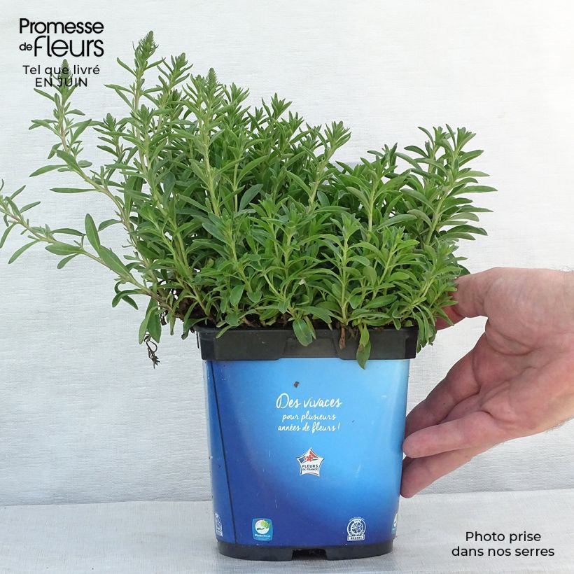 Exemplaar van Veronica spicata Nana Blue - Aar-ereprijs Pot van 2 l/3 l zoals geleverd in de zomer