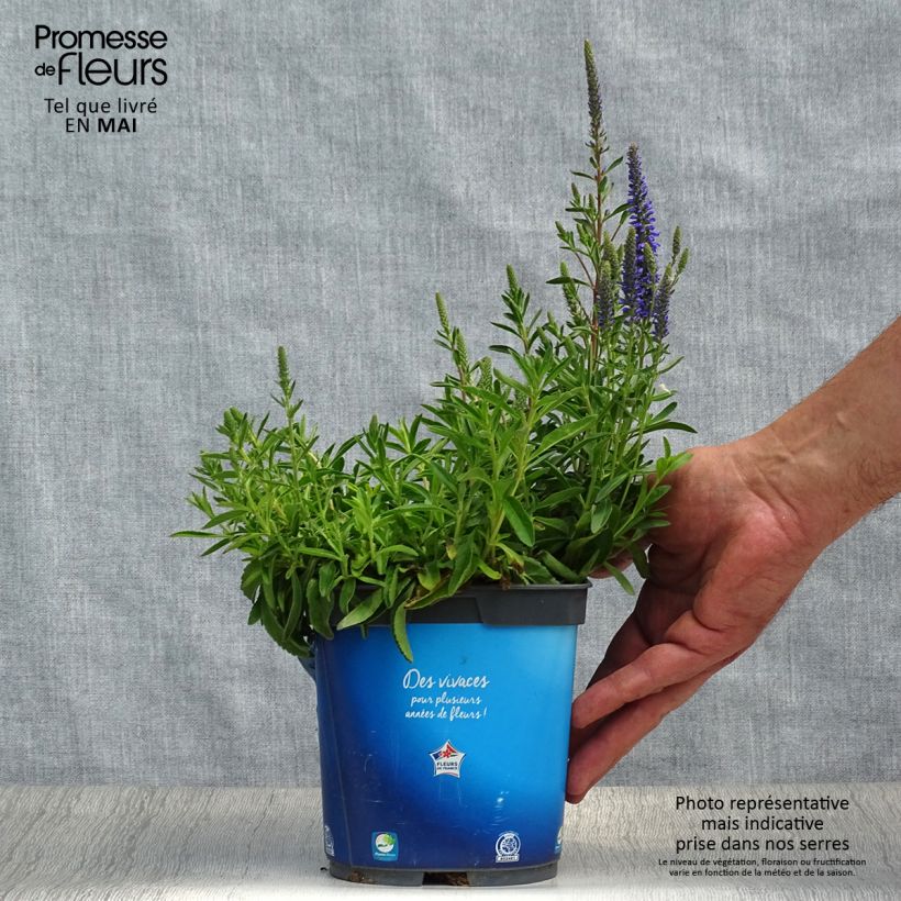 Exemplaar van Veronica spicata Nana Blue - Aar-ereprijs Pot van 2 l/3 l zoals geleverd in de lente