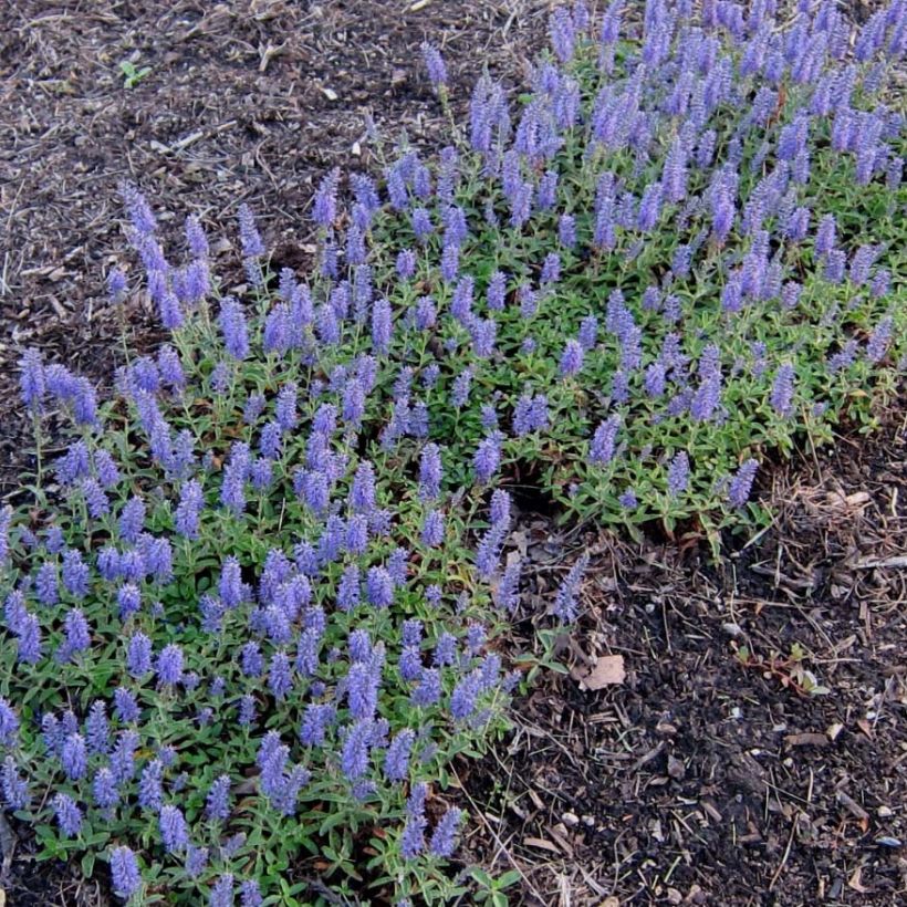 Veronica spicata Nana Blue - Aar-ereprijs (Bloei)