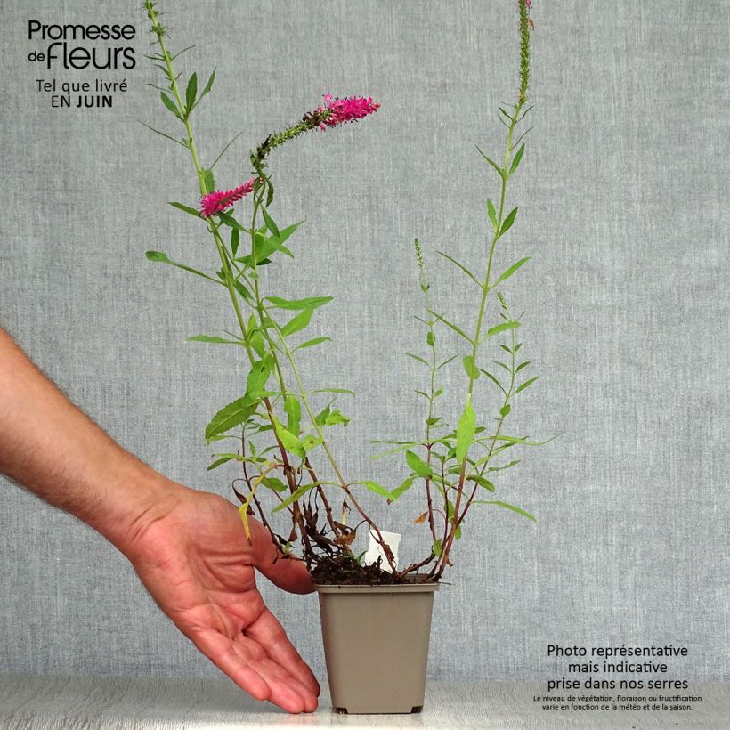 Exemplaar van Veronica spicata Rotfuchs - Aar-ereprijs Kweekpotje van 8/9 cm zoals geleverd in de zomer