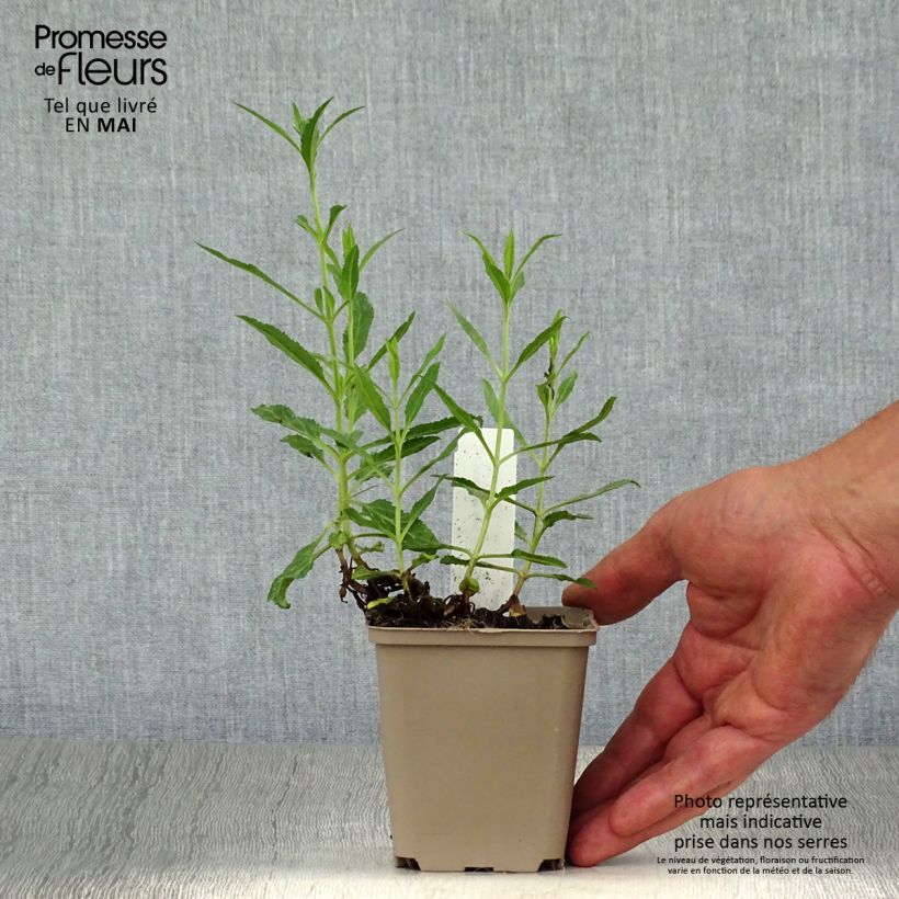 Exemplaar van Veronica spicata Rotfuchs - Aar-ereprijs Kweekpotje van 8/9 cm zoals geleverd in de lente