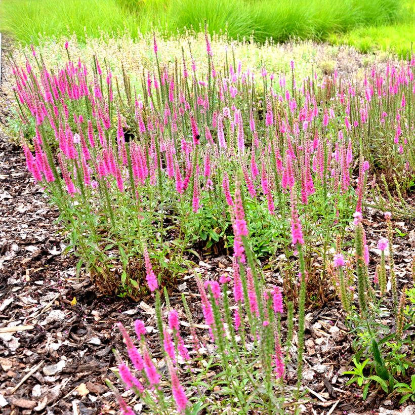 Veronica spicata Rotfuchs - Aar-ereprijs (Groeiplaats)