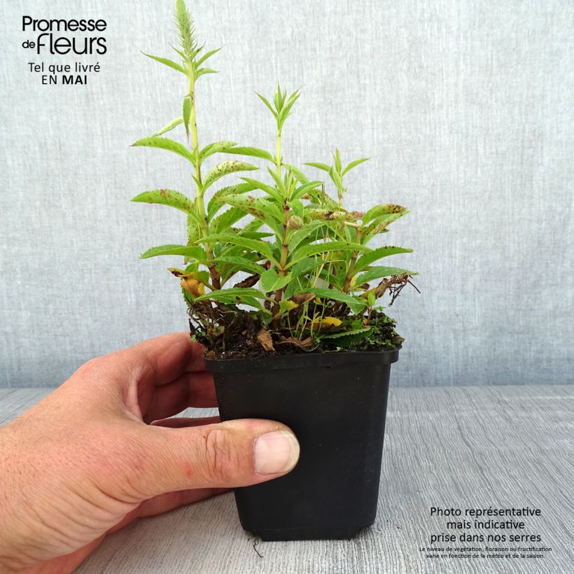 Exemplaar van Veronica spicata Ulster Blue Dwarf - Aar-ereprijs Kweekpotje van 8/9 cm zoals geleverd in de lente