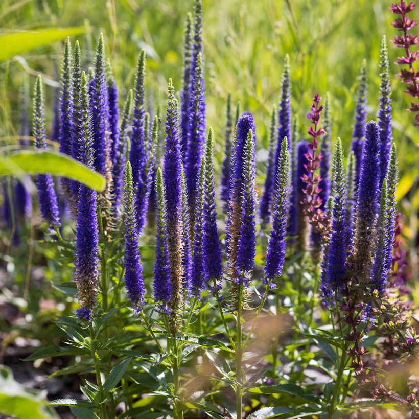 Veronica spicata Ulster Blue Dwarf - Aar-ereprijs (Groeiplaats)