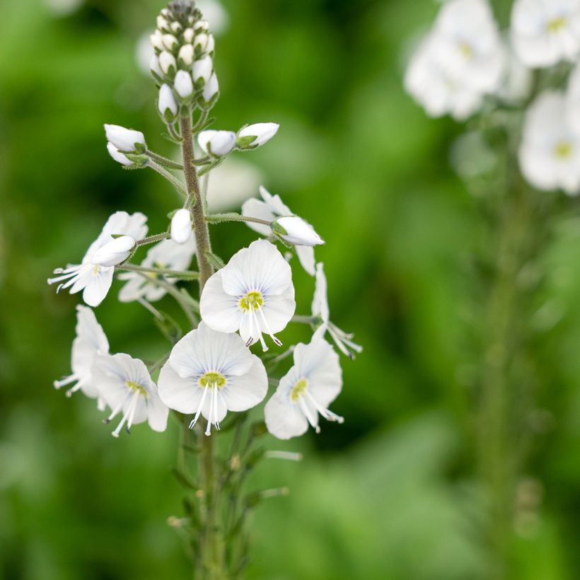 Veronica gentianoides Tissington White - Gentiaan-ereprijs (Bloei)
