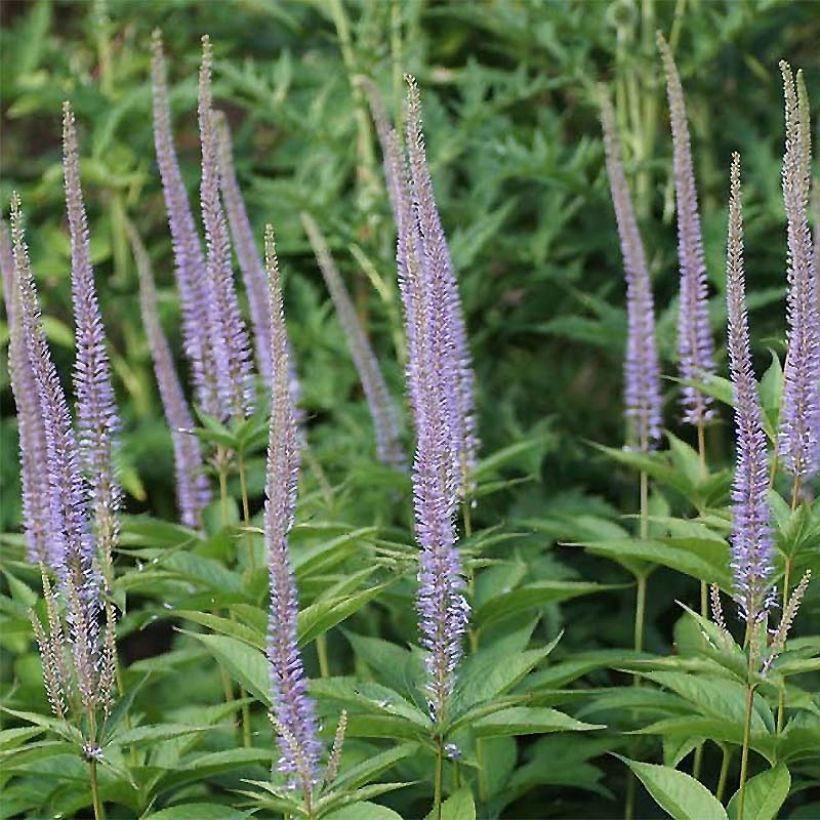 Veronicastrum sibiricum - Siberische ereprijs (Bloei)