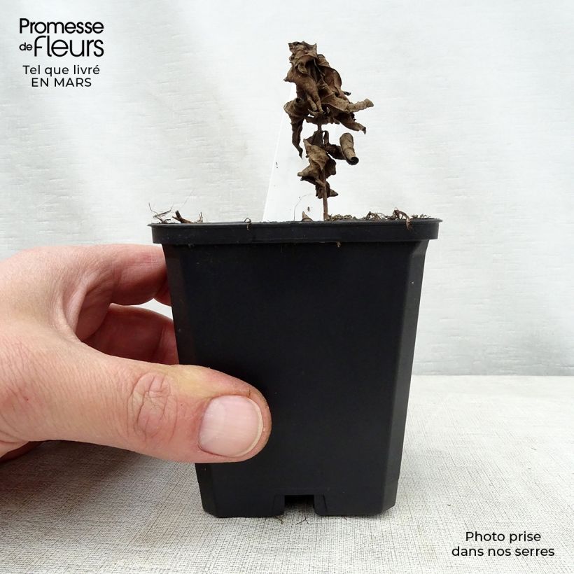 Exemplaar van Veronicastrum virginicum Adoration - Virginische ereprijs Kweekpotje van 8/9 cm zoals geleverd in de lente