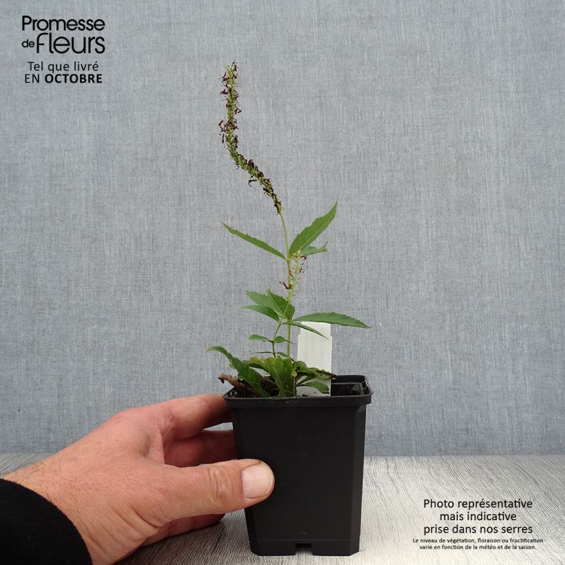 Exemplaar van Veronicastrum virginicum Adoration - Virginische ereprijs Kweekpotje van 8/9 cm zoals geleverd in de herfst