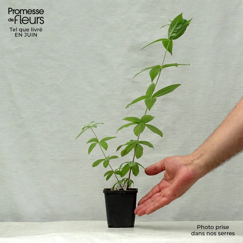 Exemplaar van Veronicastrum virginicum Adoration - Virginische ereprijs Kweekpotje van 8/9 cm zoals geleverd in de zomer