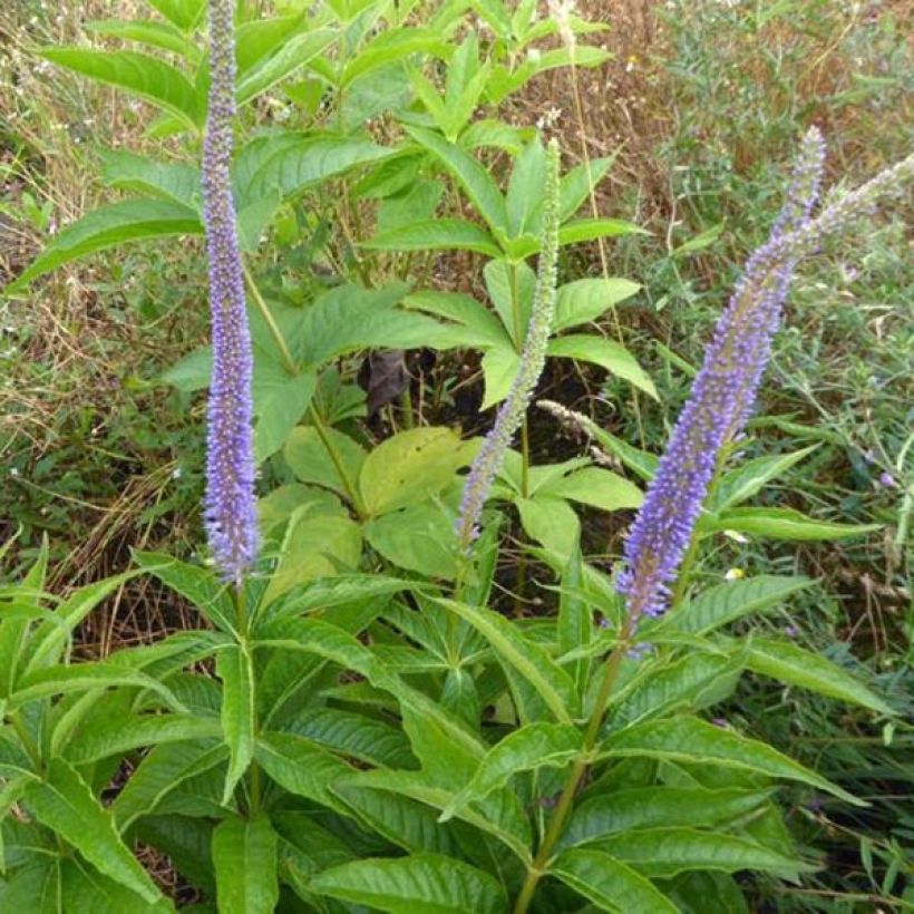 Veronicastrum virginicum Apollo - Virginische ereprijs (Groeiplaats)