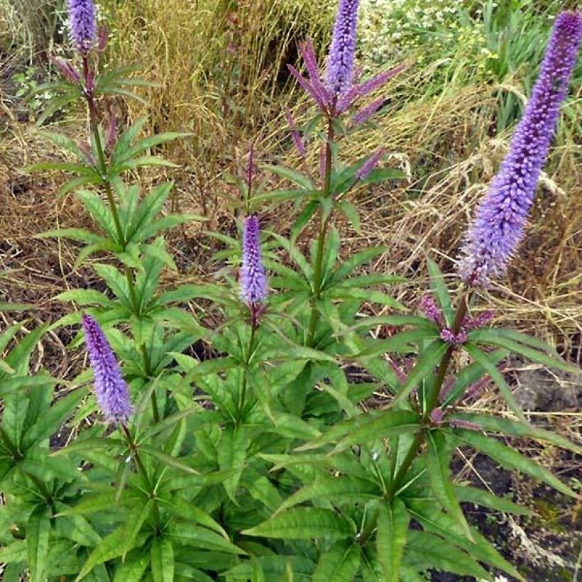 Veronicastrum virginicum Cupid - Virginische ereprijs (Groeiplaats)