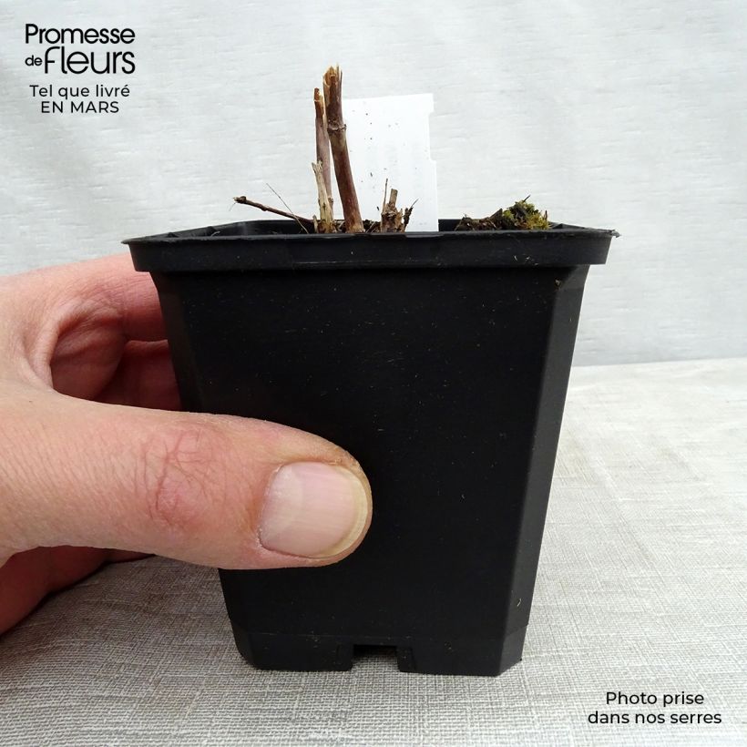 Exemplaar van Veronicastrum virginicum Cupid - Virginische ereprijs Kweekpotje van 8/9 cm zoals geleverd in de lente