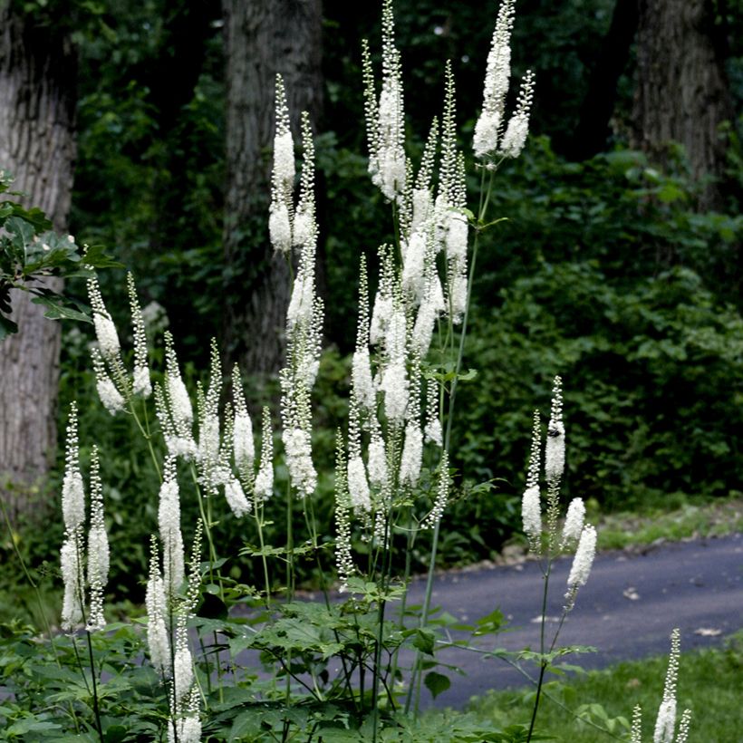 Veronicastrum virginicum Diana - Virginische ereprijs (Groeiplaats)