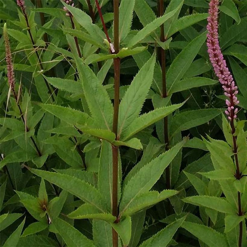 Veronicastrum virginicum Erika - Virginische ereprijs (Foliage)