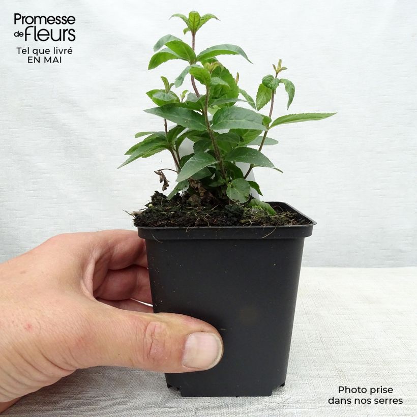 Example of Veronicastrum virginicum Erika - Virginische ereprijs Kweekpotje van 8/9 cm as you get in printemps