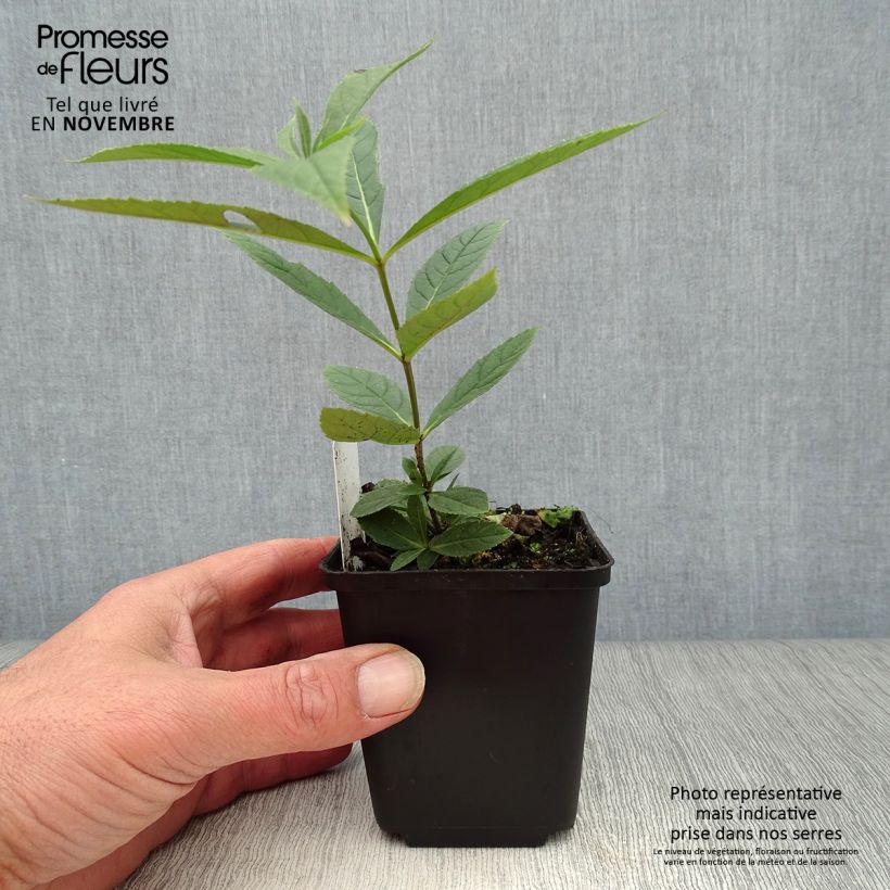 Exemplaar van Veronicastrum virginicum Fascination - Virginische ereprijs Kweekpotje van 8/9 cm zoals geleverd in de herfst