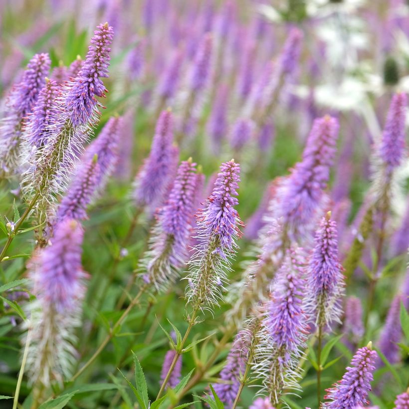 Veronicastrum virginicum Fascination - Virginische ereprijs (Bloei)
