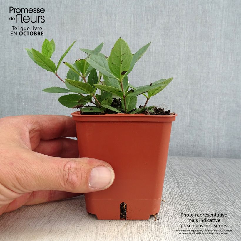 Exemplaar van Veronicastrum virginicum Kleine Erika - Virginische ereprijs Kweekpotje van 8/9 cm zoals geleverd in de herfst