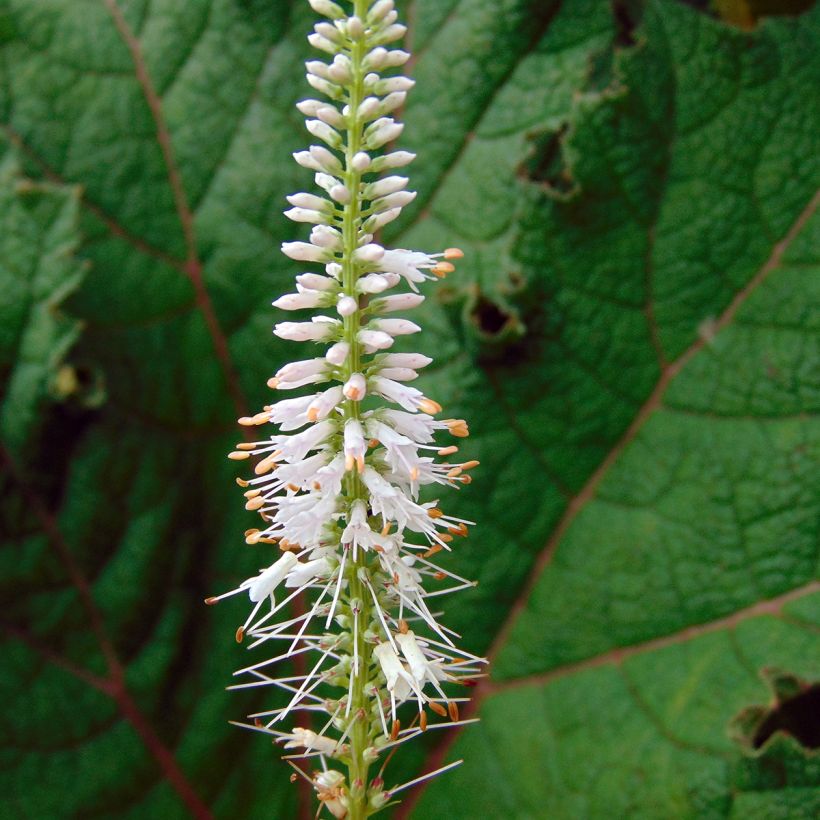 Veronicastrum virginicum Pink Glow - Virginische ereprijs (Bloei)