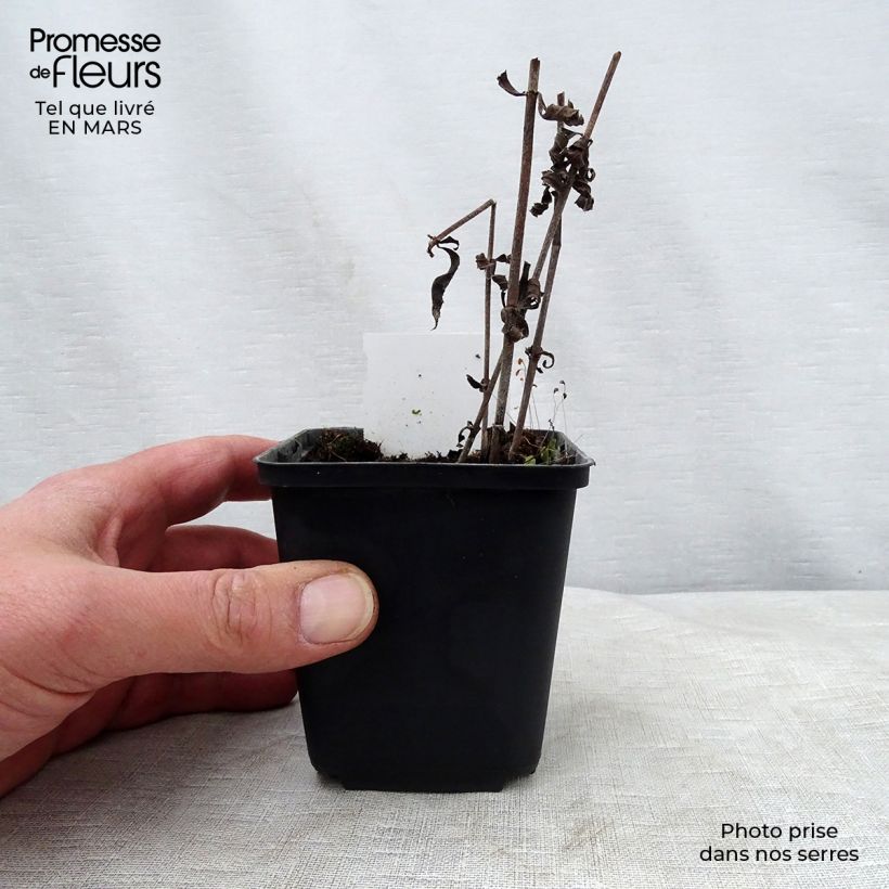 Exemplaar van Veronicastrum virginicum Pink Glow - Virginische ereprijs Kweekpotje van 8/9 cm zoals geleverd in de lente