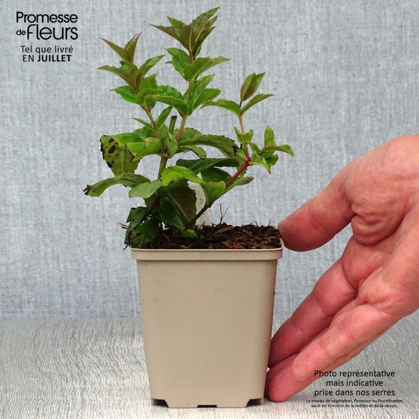Exemplaar van Veronicastrum virginicum Red Arrows - Virginische ereprijs Kweekpotje van 8/9 cm zoals geleverd in de zomer