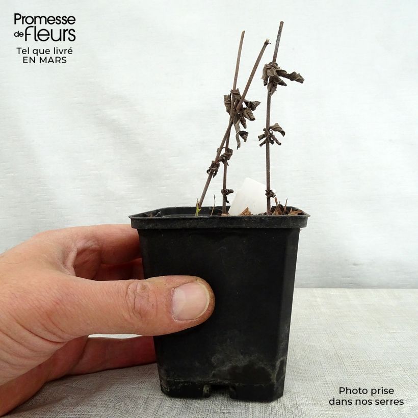 Exemplaar van Veronicastrum virginicum Spring Dew - Virginische ereprijs Kweekpotje van 8/9 cm zoals geleverd in de lente