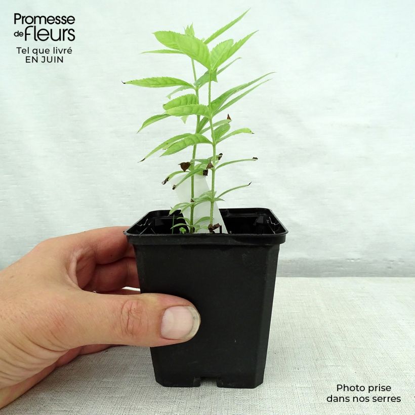 Exemplaar van Veronicastrum virginicum Spring Dew - Virginische ereprijs Kweekpotje van 8/9 cm zoals geleverd in de zomer