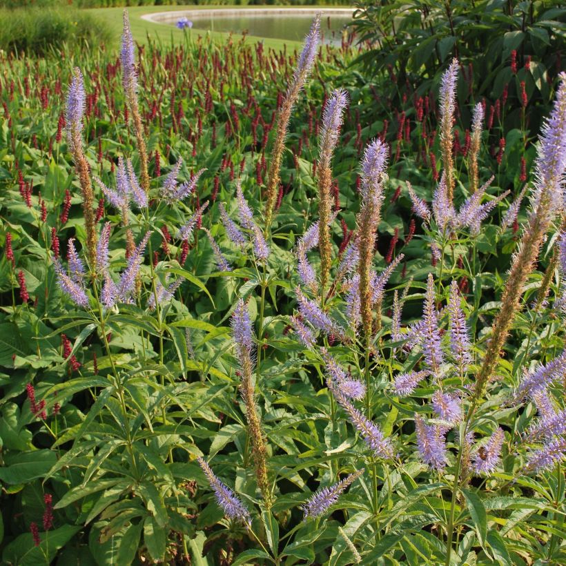 Veronicastrum virginicum Temptation - Virginische ereprijs (Bloei)
